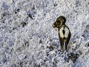 Winter Bighorn II