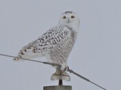 A Majestic Snowy!