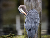 A Great Blue Heron cleaning its feathers