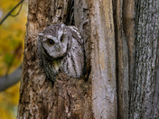 Eastern Screech Owl