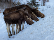 Mom and her two boys