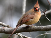 Female Northern Cardinal