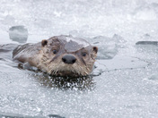 River Otter 