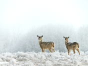 Frosty Deer