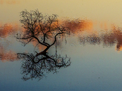 Tree in Grand River Brantford Ontario