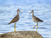 Greater Yellowlegs