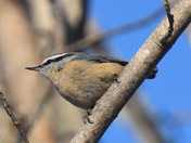 Nuthatch