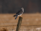 Male northern harrier (gray ghost)