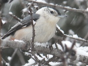 White breasted nuthatch