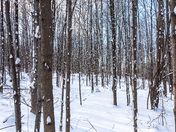 Winter Forest