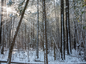 Sunlight in a snowy forest
