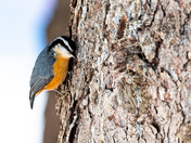 Red-breasted Nuthatch