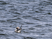 Long-tailed Duck