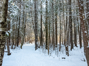 Forest Trail in the Winter