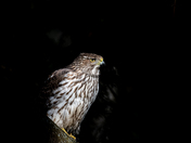 Juvenile Coopers Hawk