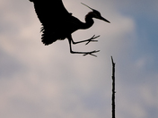 Blue Heron Silhouette