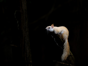 Leucistic Red Squirrel