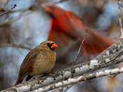Pair of Northern Cardinals