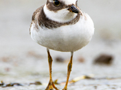 Semipalmated Plover