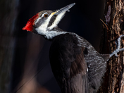 Pileated Woodpecker