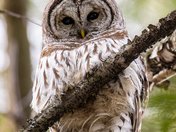 Barred Owl