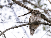 Barred Owl