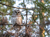 Barred Owl