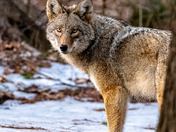 Eastern Coyote