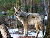 Eastern Coyote