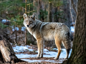 Eastern Coyote