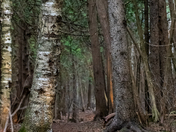 Forest Trail