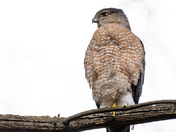 Coopers Hawk