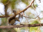 Red Squirrel