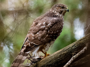 Juvenile Coopers Hawk with Robin Prey