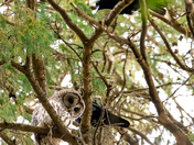 Barred Owl Harassed by Crows