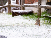 Eastern Cottontail Rabbit in the Snow