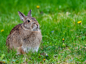 Eastern Cottontail Rabbit