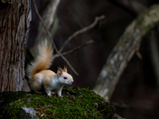 Leucistic Red Squirrel