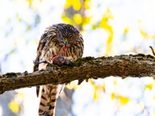 Juvenile Coopers Hawk with Prey