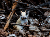 Leucistic Red Squirrel