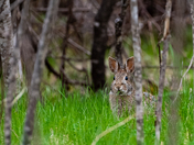 Eastern Cottontail Rabbit