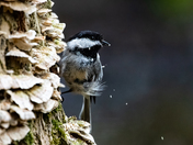 Black-capped Chickadee Nest Building