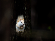 Leucistic Red Squirrel