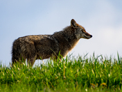Eastern Coyote