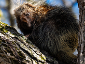 North American Porcupine