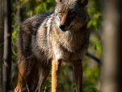Eastern Coyote