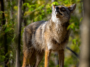 Eastern Coyote