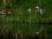 Great Blue Heron