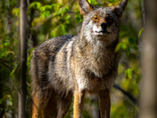 Eastern Coyote