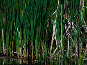 Great Blue Heron Hiding in the Reeds